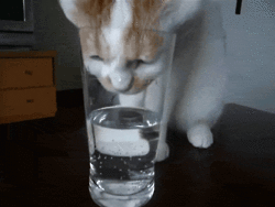 Cat drinking water