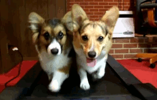 Two dogs walking on treadmill