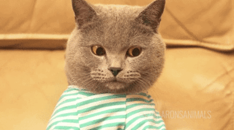 a cat clears the table in front of him then types furiously on a laptop