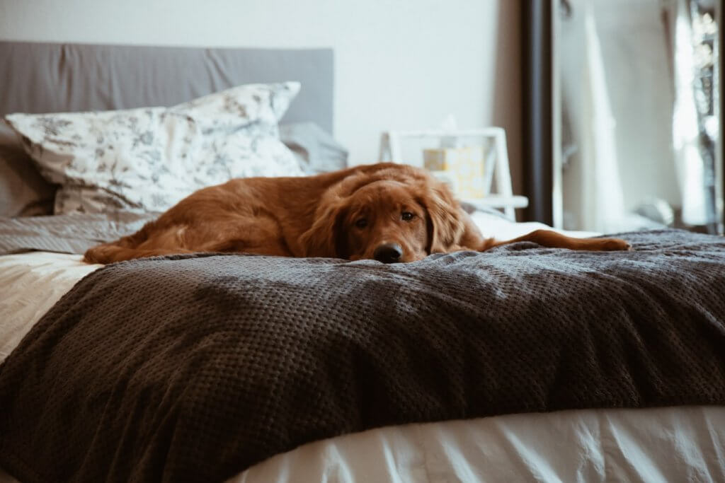 Dog laying on bed