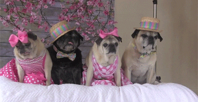 Pugs in dresses