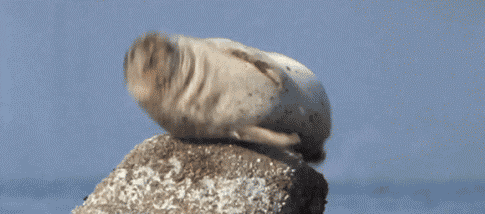 Seal bouncing on rock