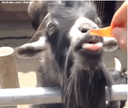 A person holds out a Dorito to a goat, who licks the flavour coating off of the chip.