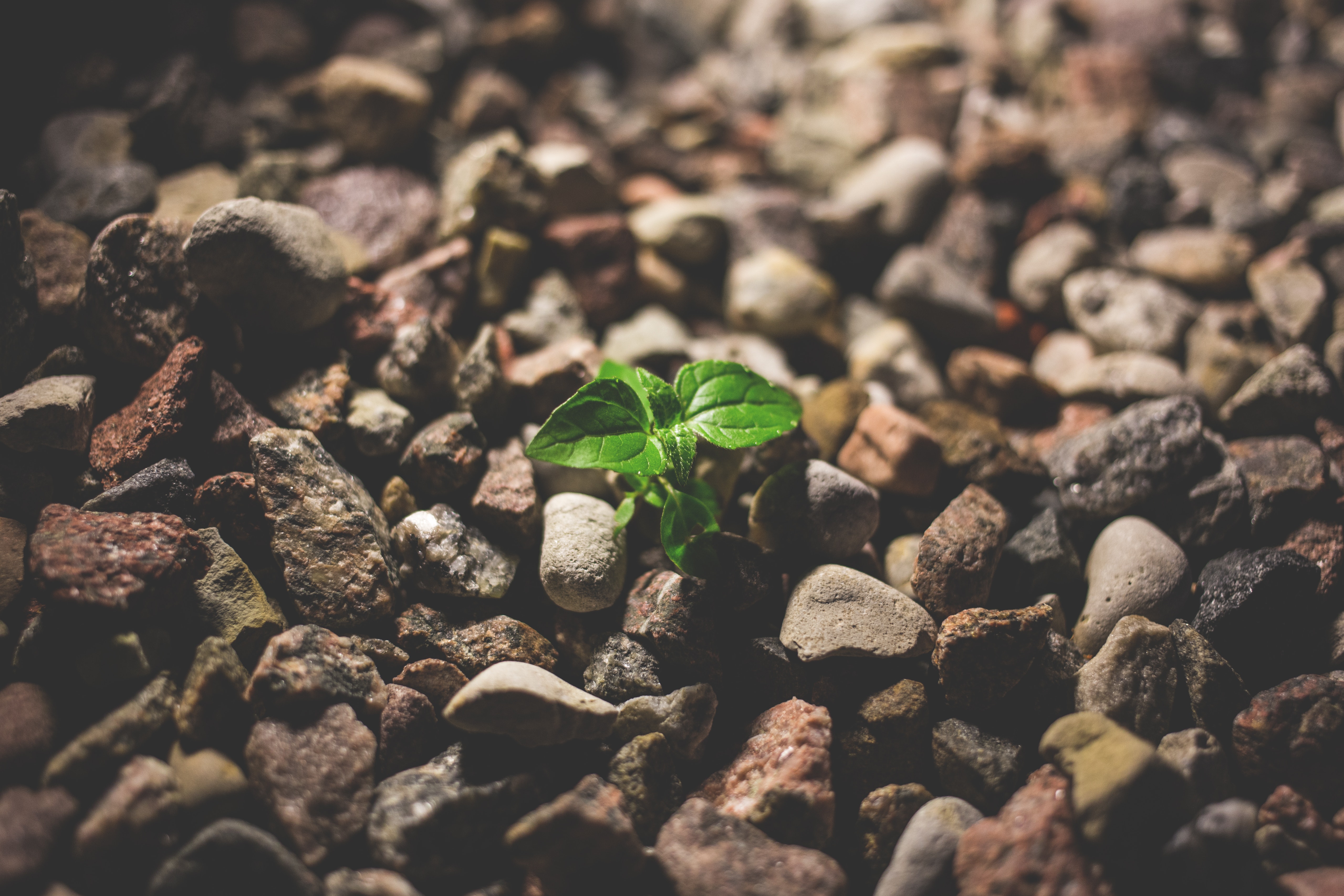 A small plant grows among rocks.